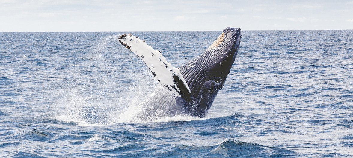 Marine Industry News