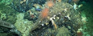 Alvin recolecta muestras de una cresta poblada por corales de agua fría, langostas rechonchas, anémonas, estrellas de canasta y peces de aguas profundas.