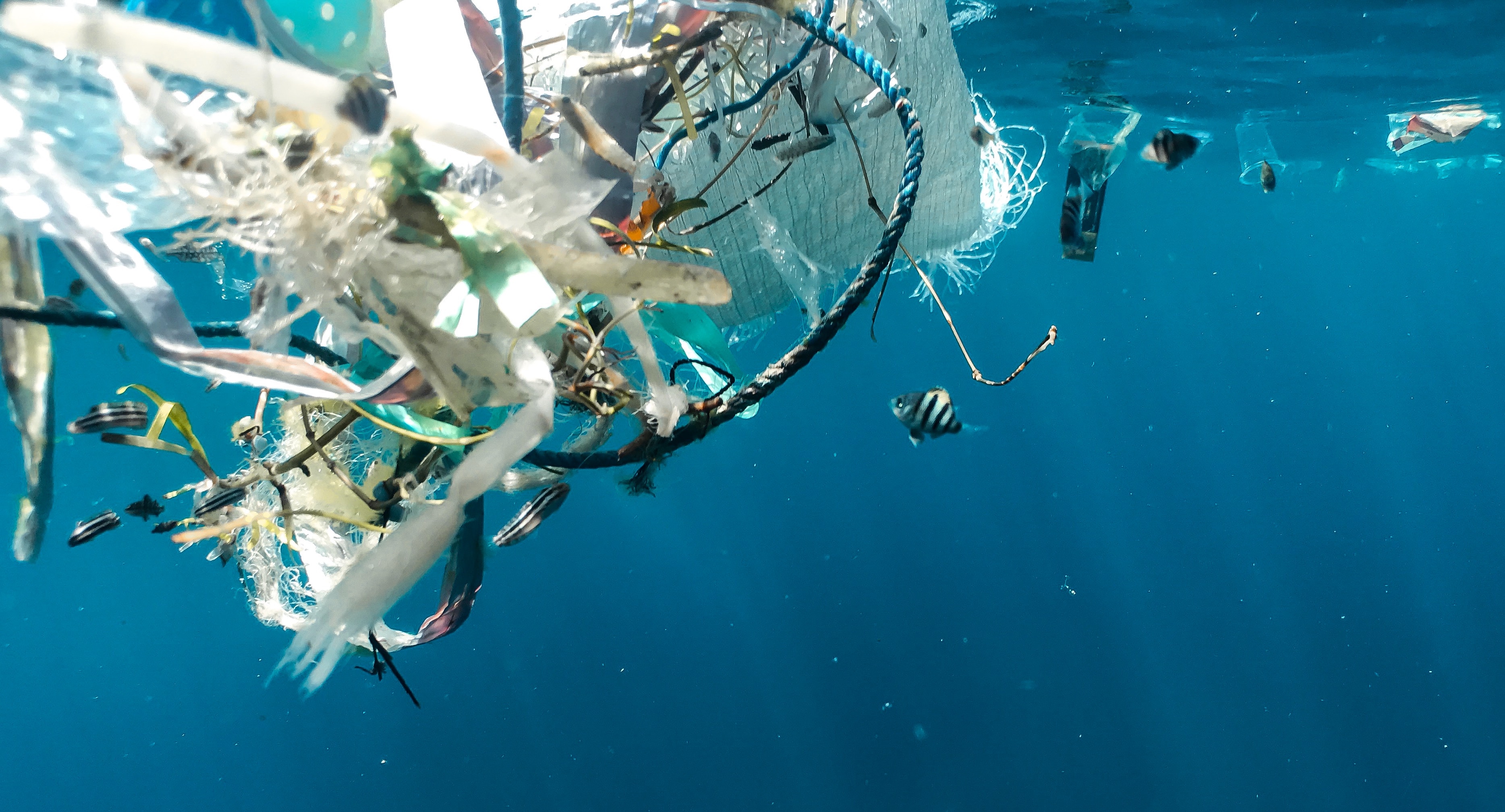 Морская жизнь «процветает» в Большом Тихоокеанском мусорном пятне,  говорится в исследовании Marine Industry News