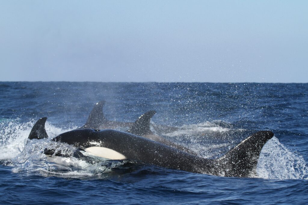 grupo de baleias orca
