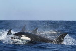 pod of orca whales