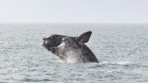Uma baleia franca rompe. Crédito: NOAA Fisheries