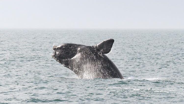 A right whale breaches. Credit: NOAA Fisheries