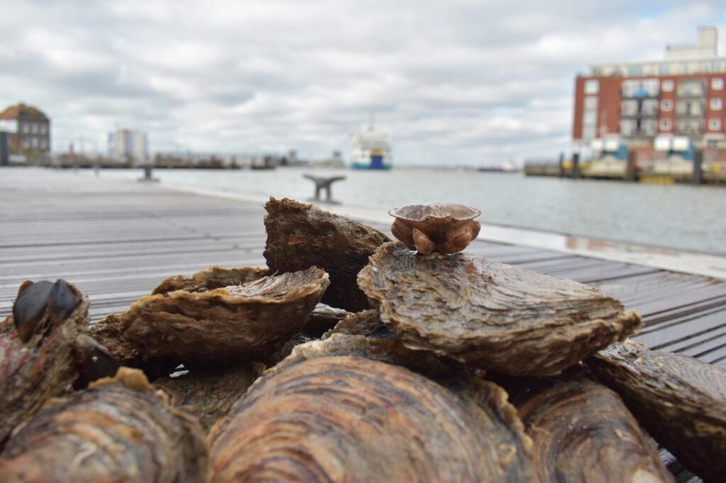 Native Oysters with crab in Portsmouth Harbour_Luke Helmer