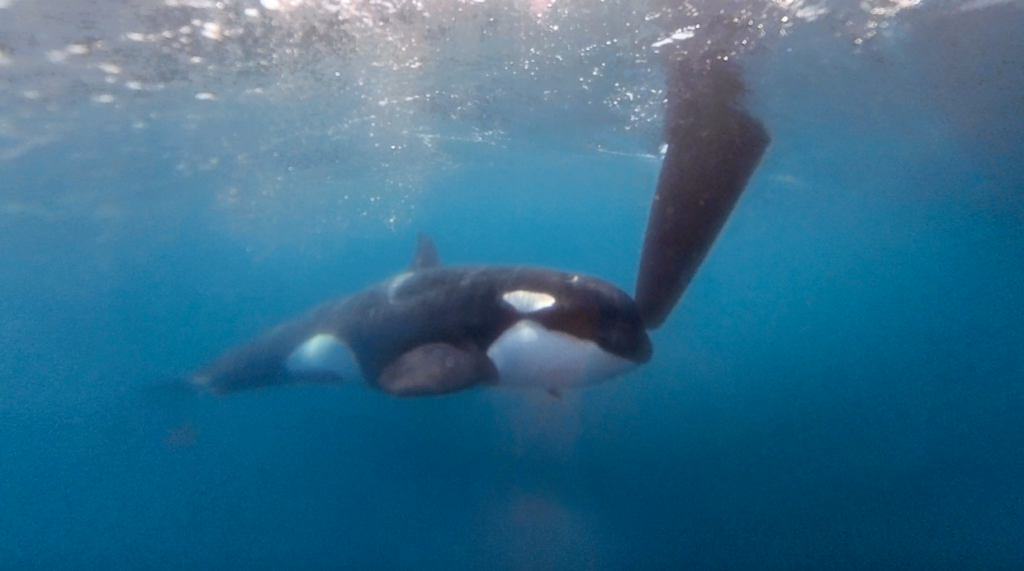 Watch Ocean Race Yachts Attacked By Orca As Behaviour Spreads To Scotland Marine Industry News