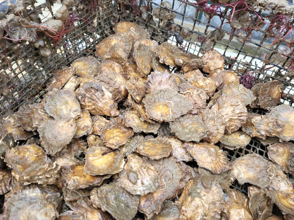 Oysters in similar style basket_Luke Helmer