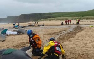 Ballenas piloto varadas en Escocia