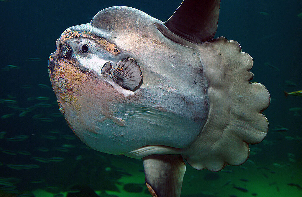 sunfish Per-Ola Norman, Public domain, via Wikimedia Commons