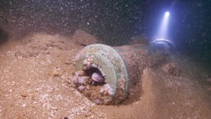 A congor eel lurks inside a bronze gun found at the wreck site © James Clark