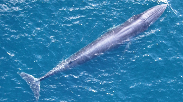 La balena di Rice per gentile concessione di NOAA Fisheries, dominio pubblico, tramite Wikimedia Commons