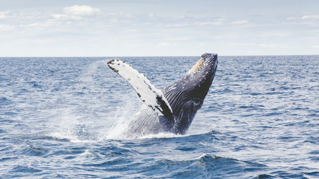 humpback whale thomas-kelley-t20pc32VbrU-unsplash