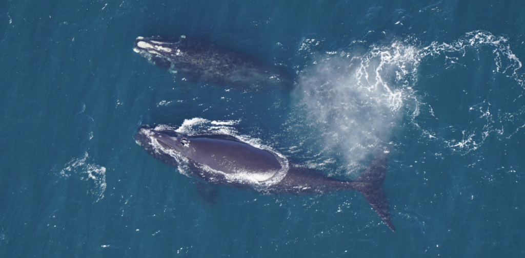 North Atlantic Right Whale Consortium