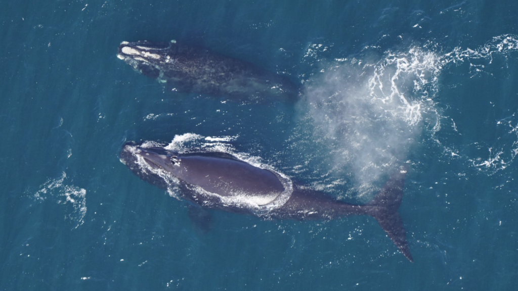 North Atlantic Right Whale Consortium