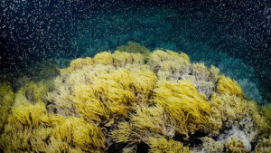 Нерест Большого Барьерного рифа Нерест мягких кораллов 2.11.23 Кредит Calypso Productions