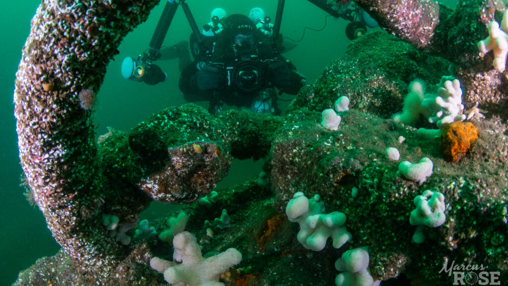 A diver examines a wreck and captures data subsequently used to better understand the biodiversity found on shipwrecks (Credit marcusrose.gue)