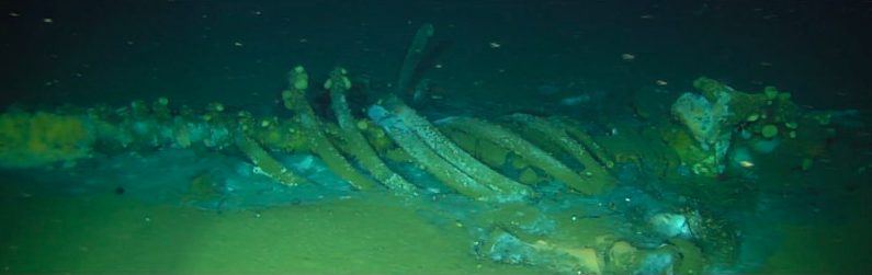 Caduta di una balena - resti dello scheletro - raffigurata sul fondale marino tra un deposito di munizioni americano al largo della California