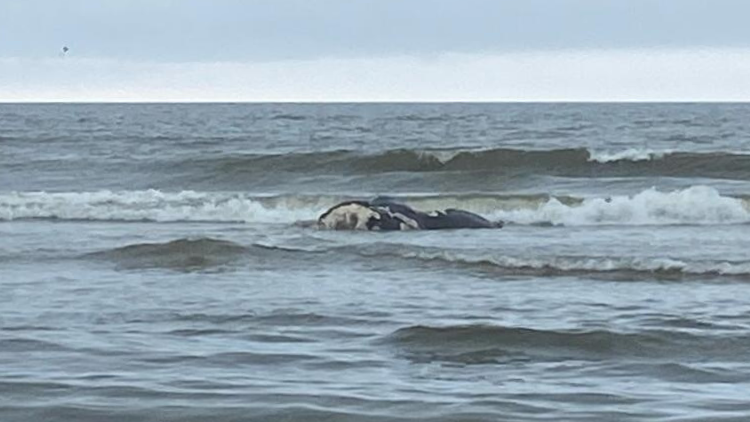 死んだ北大西洋セミクジラ、ジュノーの子がジョージア州カンバーランド島の波に横たわっている。クレジット: 国立公園局