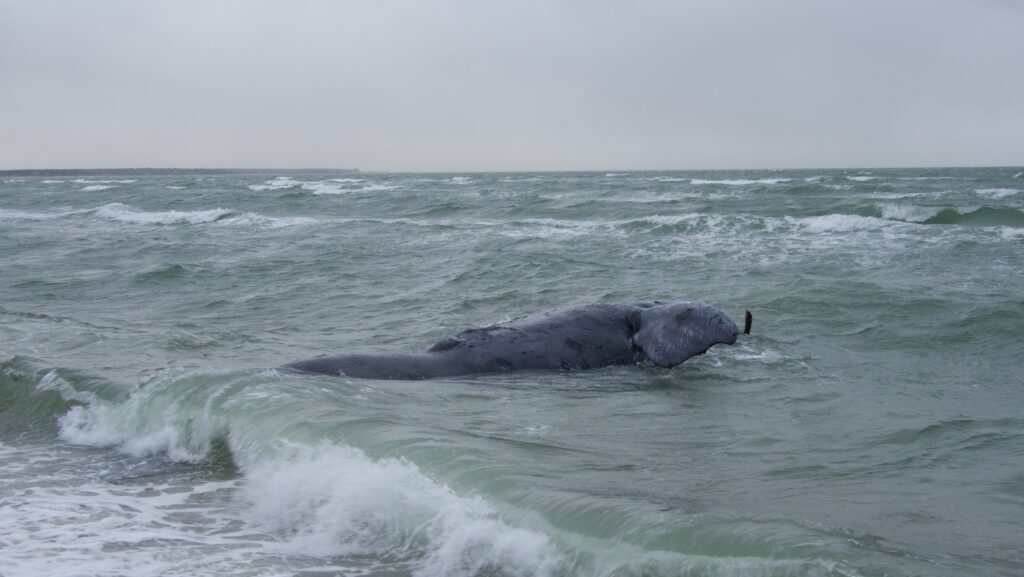 Verstorbenes Weibchen des Nordatlantischen Glattwals. Bildnachweis: Woods Hole Oceanographic Institute/Michael Moore. Aufgenommen unter der NOAA-Genehmigung Nr. 24359.