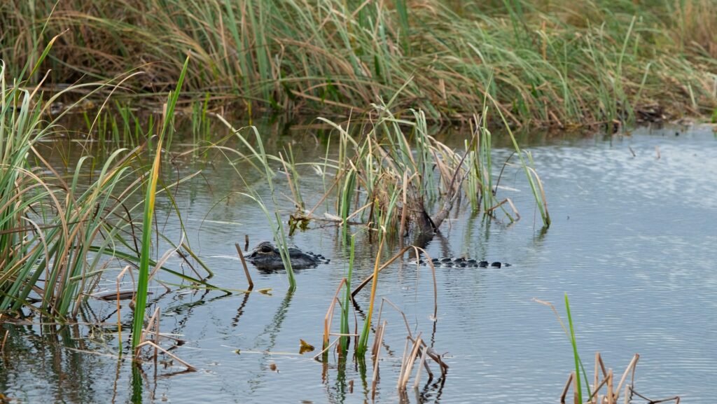 Crocodile des Everglades de Floride