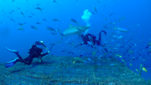 deux plongeurs nagent avec des requins dans un océan bleu vif