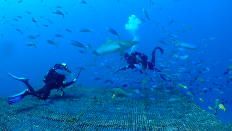 明るい青い海でサメと一緒に泳ぐ 2 人のダイバー