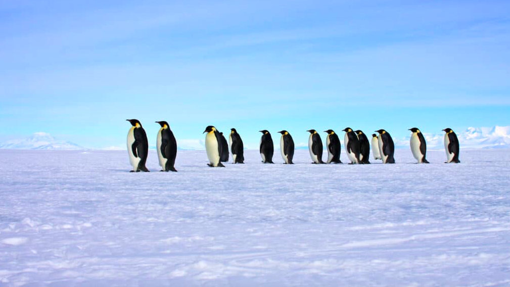 Pingüinos emperador en fila sobre una llanura de hielo
