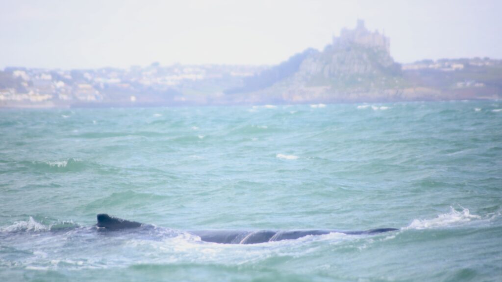 Humpback whale fishing ropes cornwall