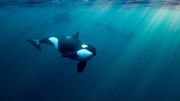 orka walvis onder de zee