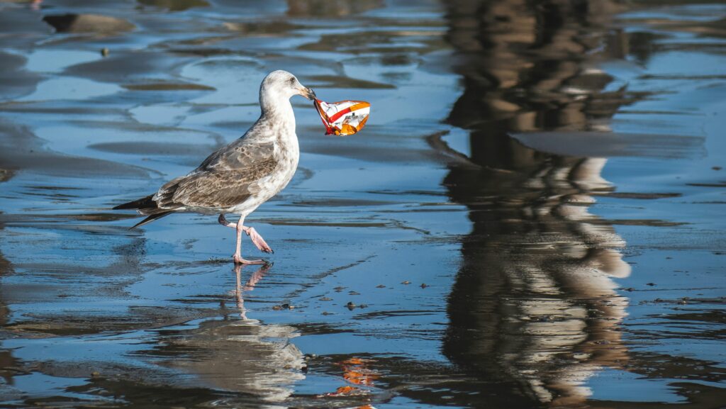 طائر النورس يحمل النفايات البلاستيكية البحرية في المحيط.
