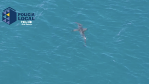 aerial view of hamerhead shark in water