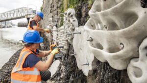 Workers busy installing a living sea wall to encourage biodiversity and eco-engineer a sea wall