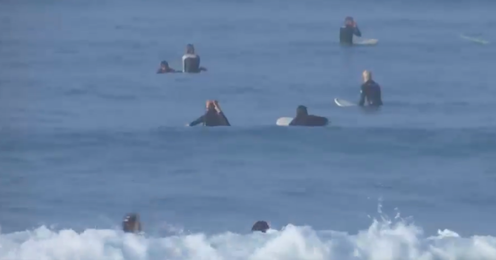 Surfers in South Africa brave the rabies / seal infected waters