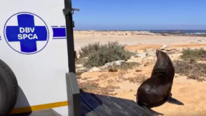 A South African seal - which might have rabies - on a beach next to a van