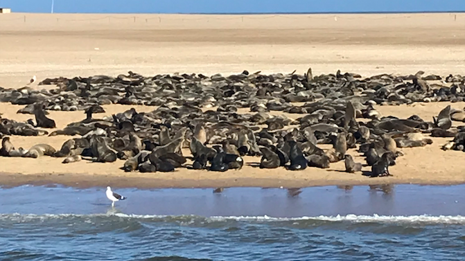 a densely packed seal colony on a sand bar in Namibia where there are no traces of seal rabies - yet