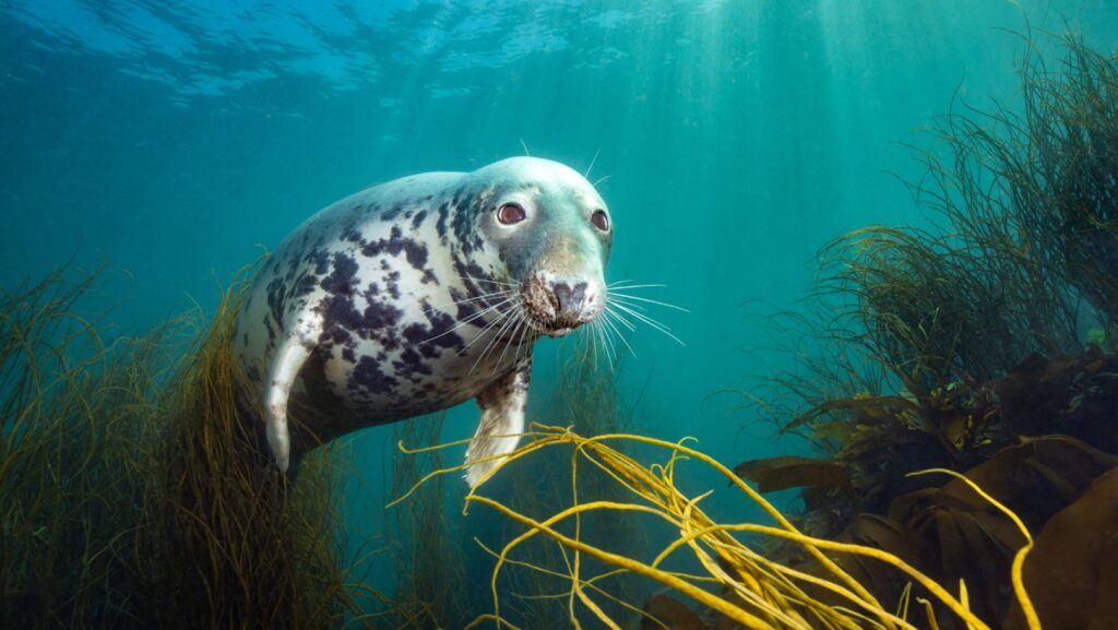 ‘The Curious Seal’. Image courtesy of David Alpert/UPY2025.