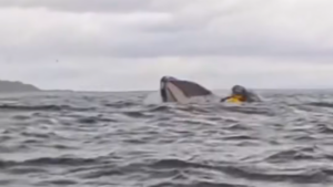 whale swallows man who wears red and was riding a yellow packraft / kayak