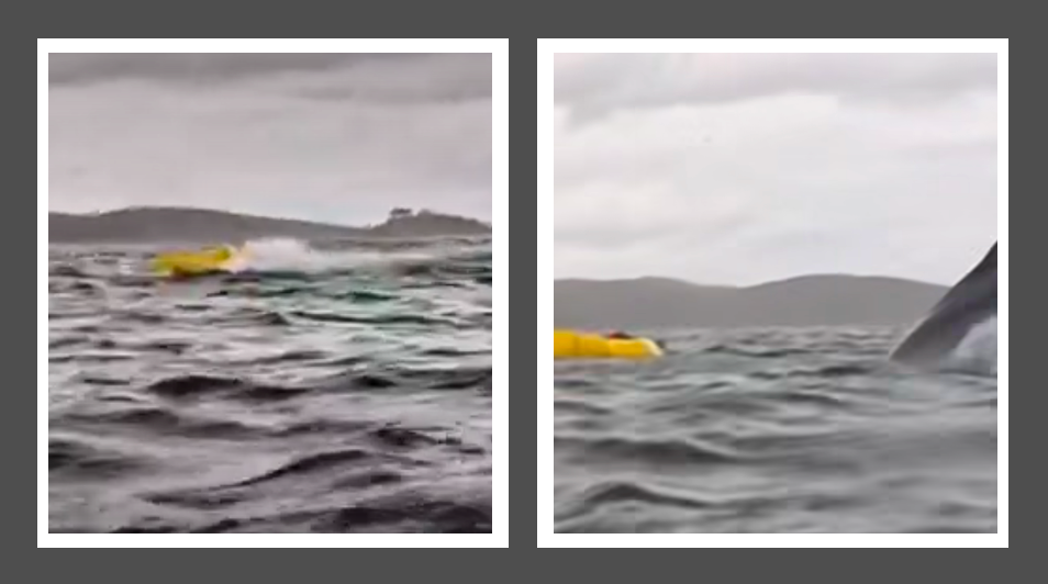 whale spits out man and then spits out yellow kayak