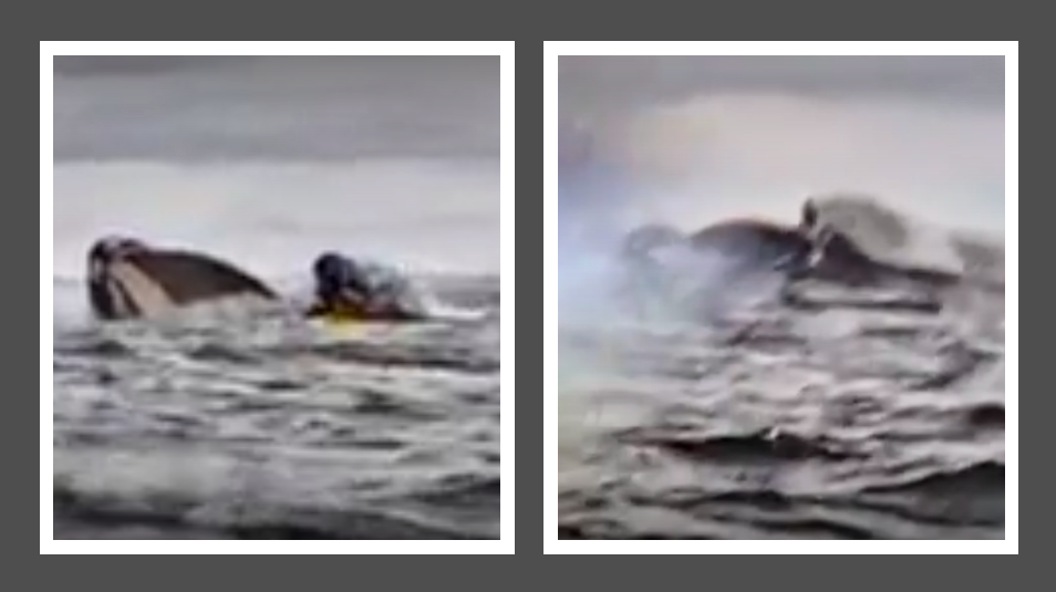 whale emerges from sea and opens mouth to swallow man on kayak or packraft