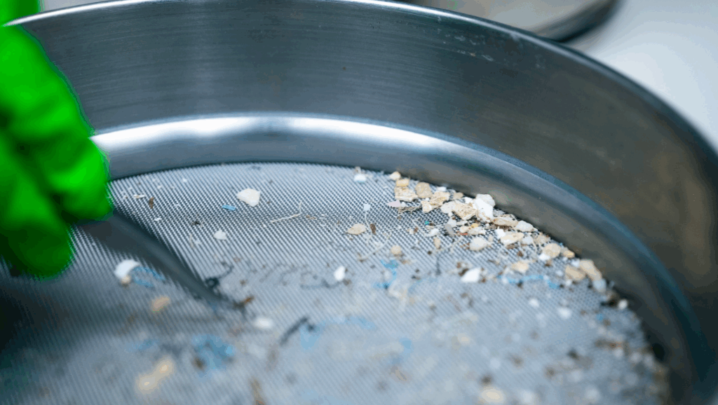 bits of plastic in a silver sieve being tweezed over by hand in green glove. This is affect of microplastic on oceans