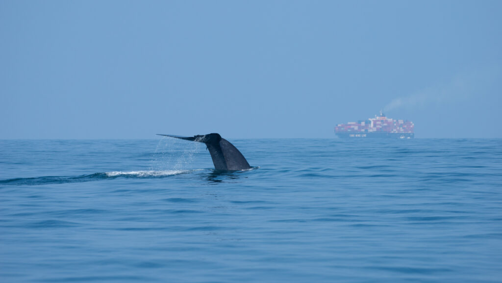 Whale fluke coming out the water with the sillouhette of a large container ship in the background