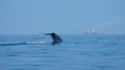 Whale fluke coming out the water with the sillouhette of a large container ship in the background