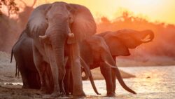 herd of elephants on Chobe River Botswana