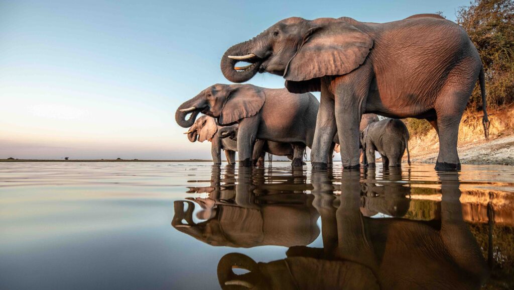 elephants drink on Chobe River