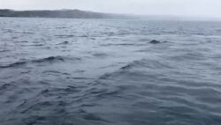 image of injured dolphin off coast of cornwall