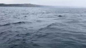 image of injured dolphin off coast of cornwall