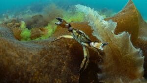 Imagen submarina de un cangrejo