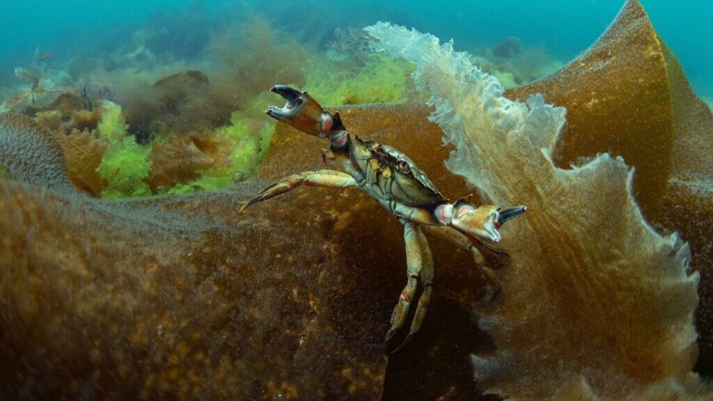 Under sea image of crab