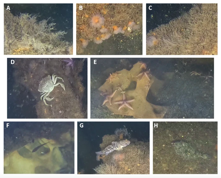 types of epifauna found on bombs undersea in Germany