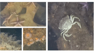 epifauna growing on bombs and munitions in Baltic Sea