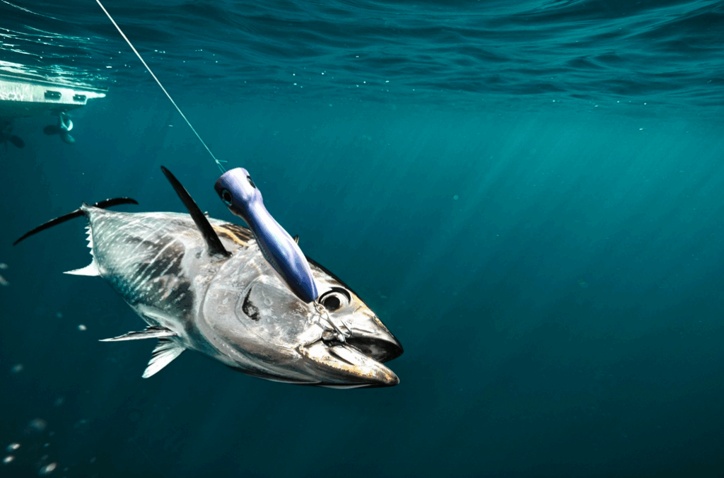 a fish being hooked
